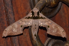 Adhemarius gannascus