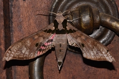 Adhemarius gannascus