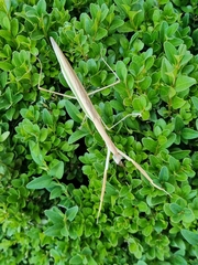 Tenodera australasiae