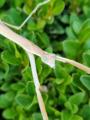 Tenodera australasiae