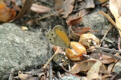 Pharneuptychia phares