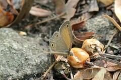 Pharneuptychia phares