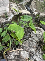 Hydrophyllum macrophyllum