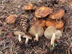 Pholiota lubrica