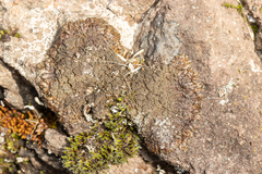 Xanthoparmelia verruculifera