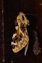 Hypercompe nemophila