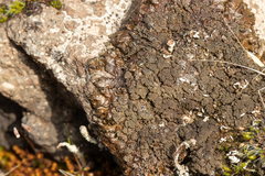 Xanthoparmelia verruculifera