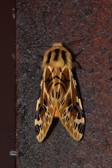 Hypercompe nemophila
