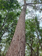 Eucalyptus tindaliae