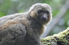 Golden Bamboo Lemur photo 4