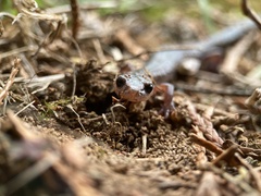 Plethodon ventralis