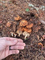 Pholiota lubrica