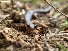 Plethodon ventralis
