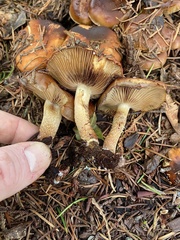 Pholiota lubrica