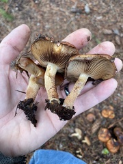 Pholiota lubrica