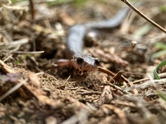 Plethodon ventralis