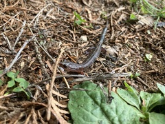 Plethodon ventralis