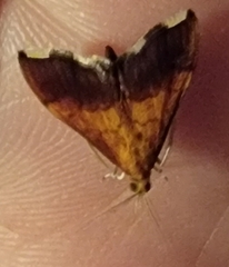 Pyrausta bicoloralis
