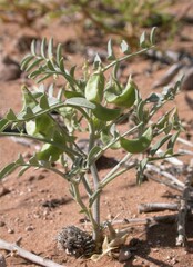 Astragalus geyeri