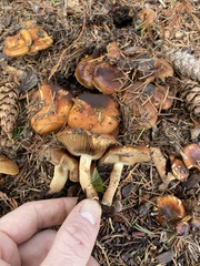 Pholiota lubrica