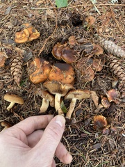 Pholiota lubrica