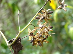 Ipomoea corymbosa
