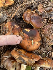 Pholiota lubrica