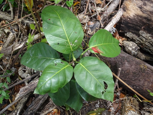 Image of Coccoloba spicata by (c) Alexis López Hernández, some rights reserved (CC BY)