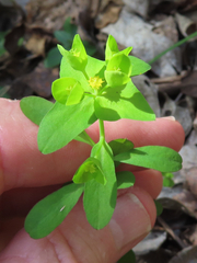 Euphorbia roemeriana