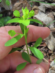 Euphorbia roemeriana