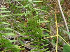 Pteridium caudatum