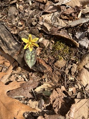 Erythronium umbilicatum