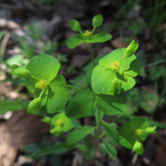 Euphorbia roemeriana