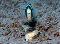 Amblypomacentrus breviceps
