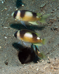 Amblypomacentrus breviceps