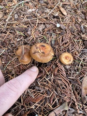 Pholiota lubrica