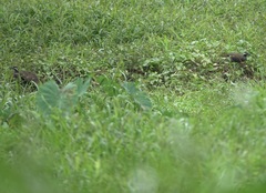 Gallirallus torquatus