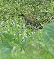 Gallirallus torquatus
