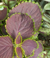 Coleus scutellarioides