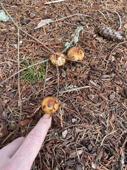 Pholiota lubrica