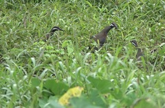 Gallirallus torquatus
