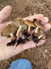 Pholiota lubrica