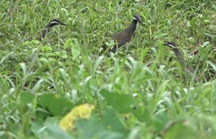 Gallirallus torquatus