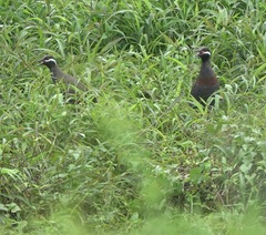 Gallirallus torquatus