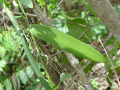 Vanilla insignis