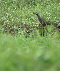 Gallirallus torquatus