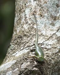 Lamprolepis smaragdina