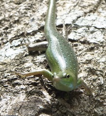 Lamprolepis smaragdina