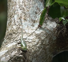 Lamprolepis smaragdina