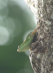 Lamprolepis smaragdina